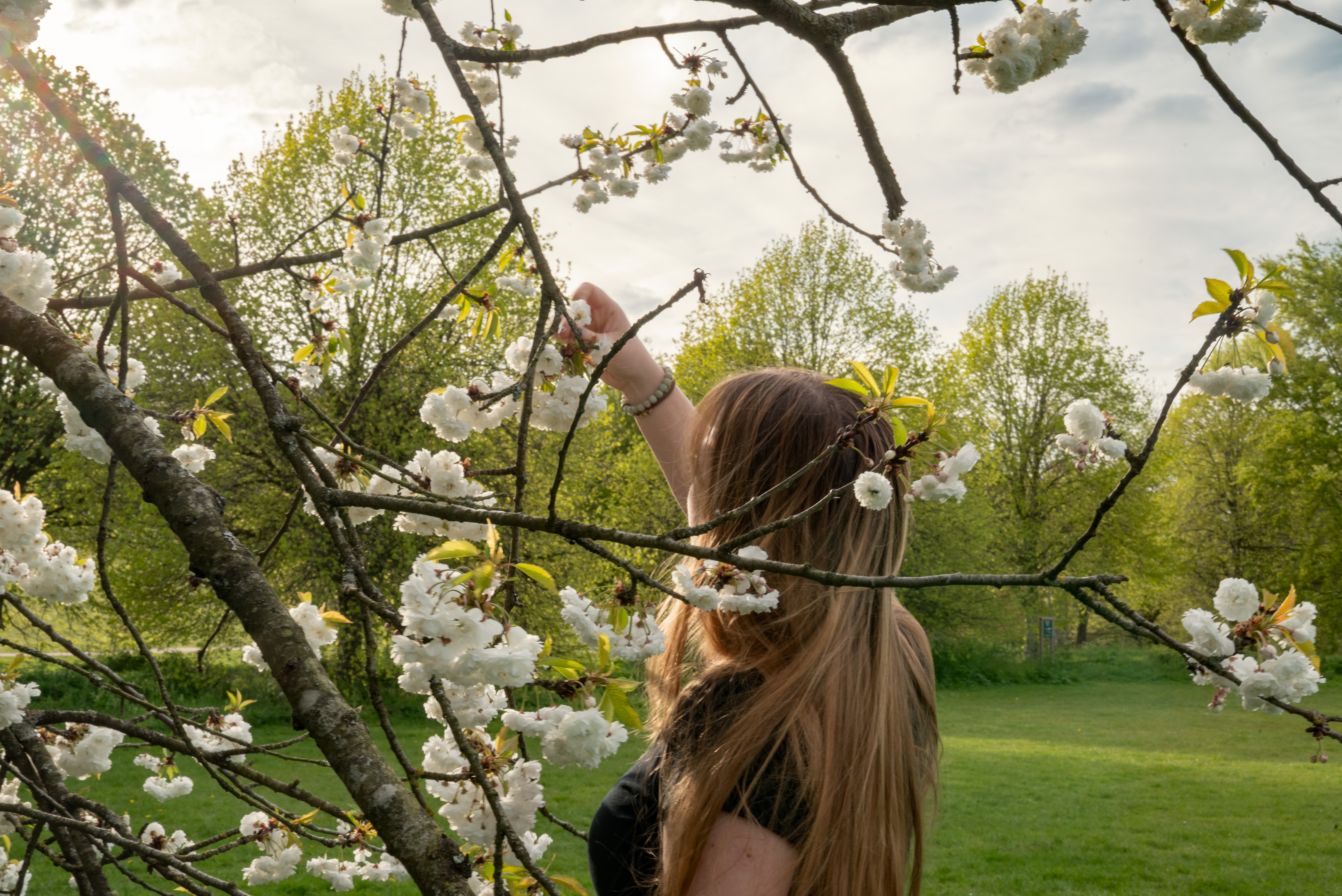 blossom: picture of a girl with her back turned to the camera and her hand reaching up to a tree blossom